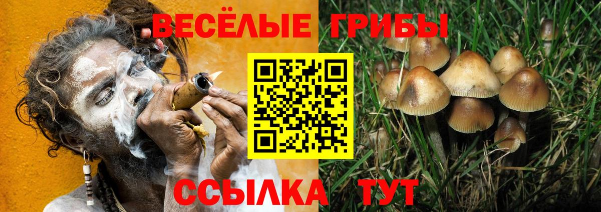 Псилоцибиновые грибы Cubensis Камышлов